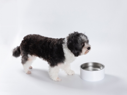 32oz/960ml Sublimation Blank Stainless Steel Dog Bowl (White)