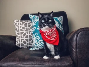 Sublimation Blanks Pet Bandana (M)